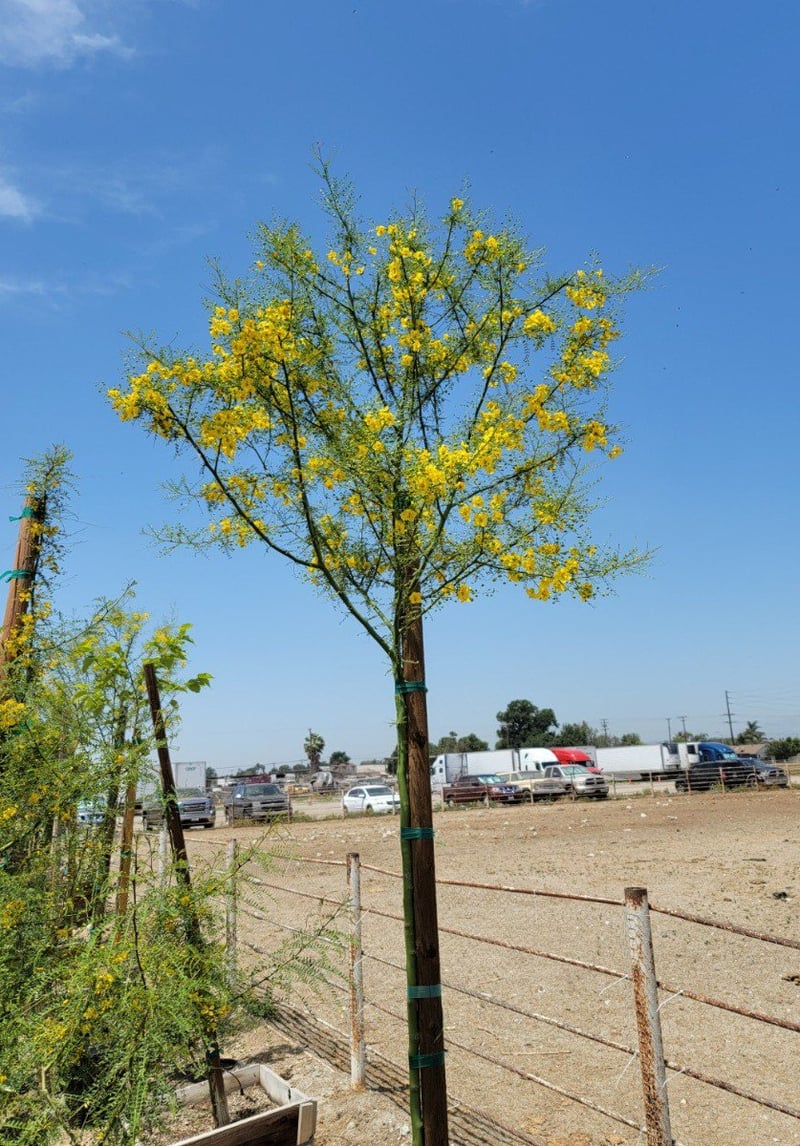 Photo for Cercidium x 'Desert Museum' (Standard) (Desert Museum Palo Verde)