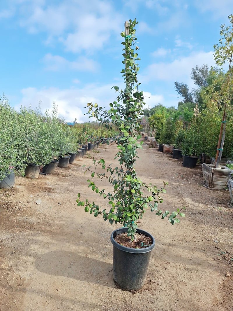 Photo for Trachelospermum jasminoides (Staked) (Star Jasmine)