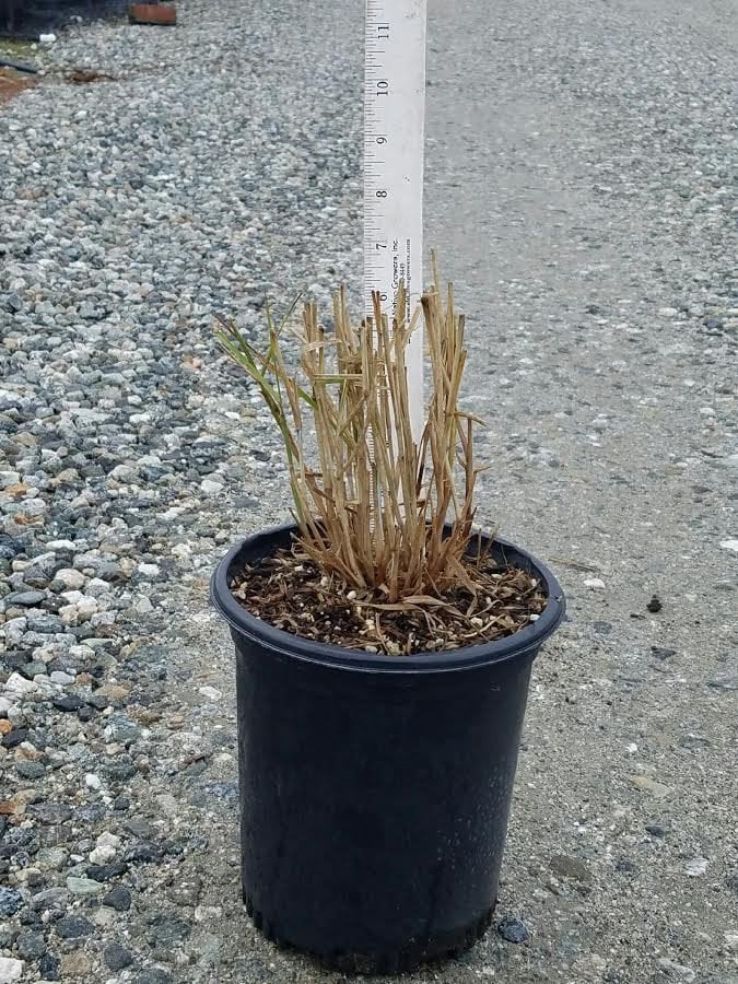 Photo for Pennisetum orientale 'Karley Rose' (Oriental Fountain Grass)
