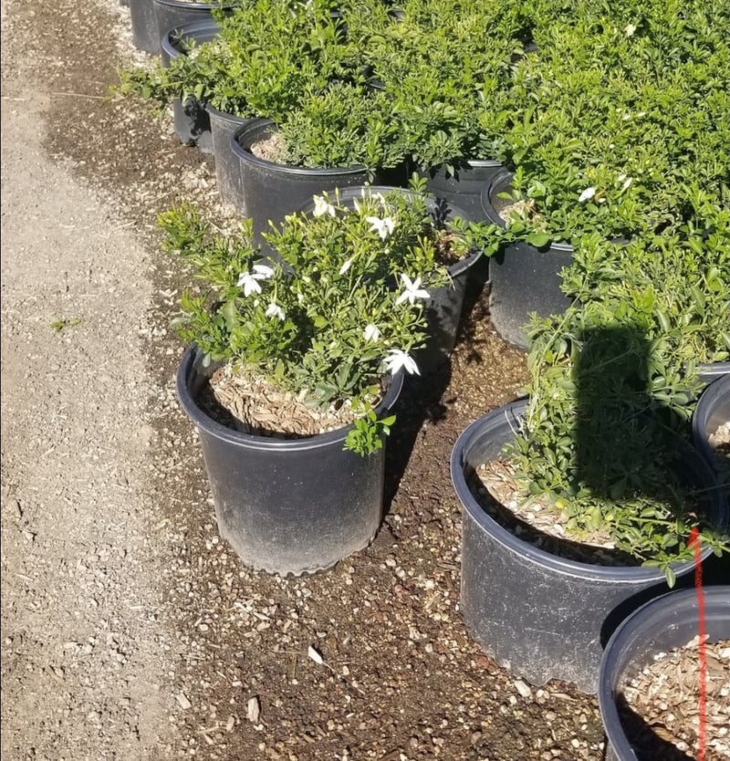 Photo for Jasminum angulare (South African Jasmine)