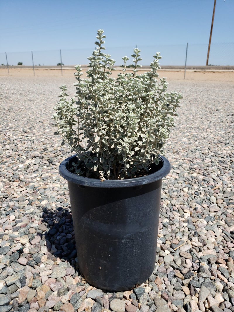 Photo for Leucophyllum zygophyllum 'Cimarron' (Cimarron Texas Ranger)