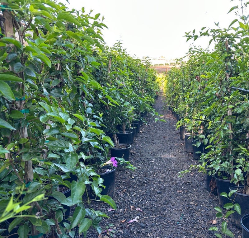 Photo for Distictis 'Rivers' (Royal Trumpet Vine)