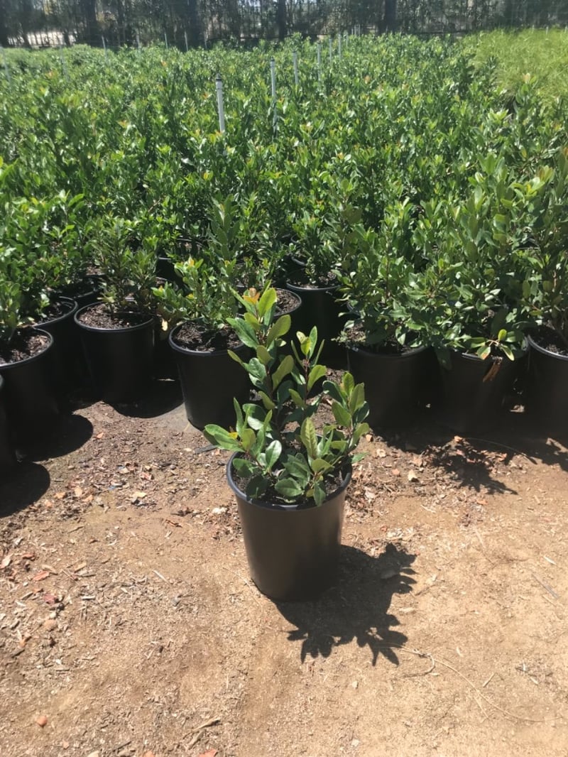 Photo for Heteromeles arbutifolia (Toyon)