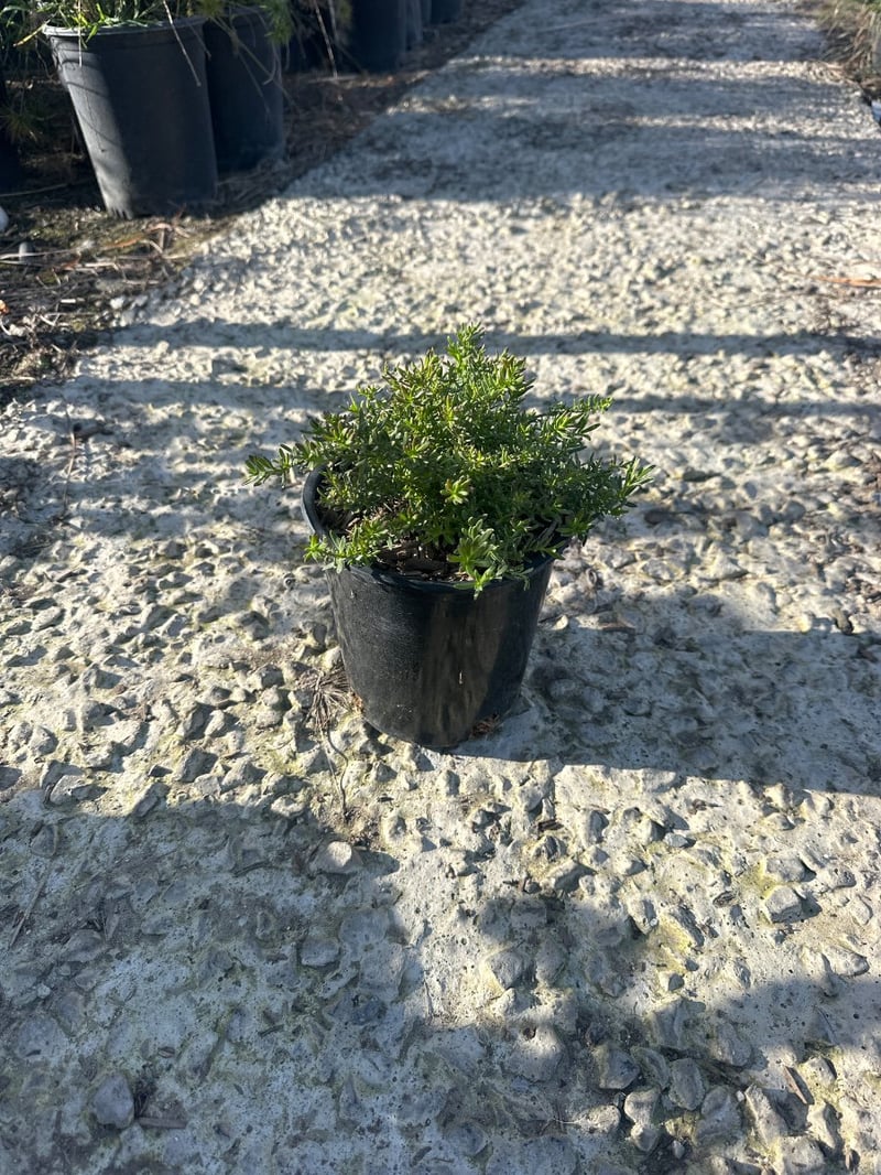 Photo for Myoporum parvifolium (Creeping Myoporum)