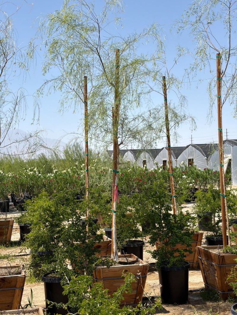 Photo for Acacia willardiana (Palo Blanco)