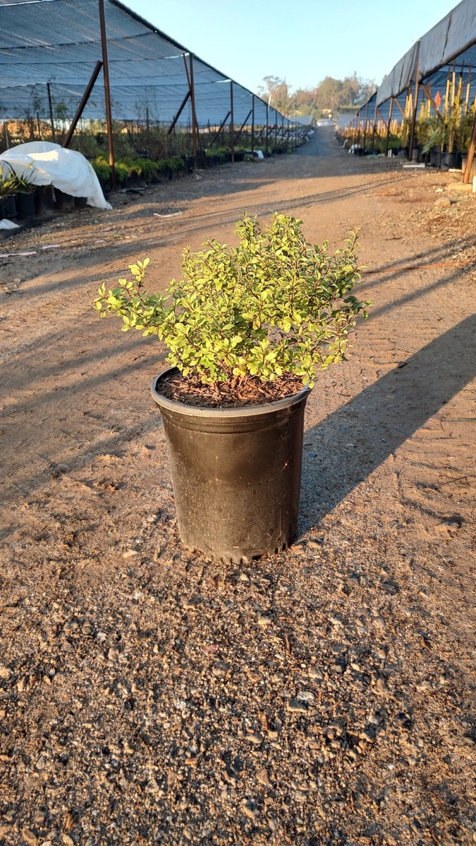 Photo for Pittosporum tenuifolium 'Golf Ball' (Golf Ball Kohuhu)