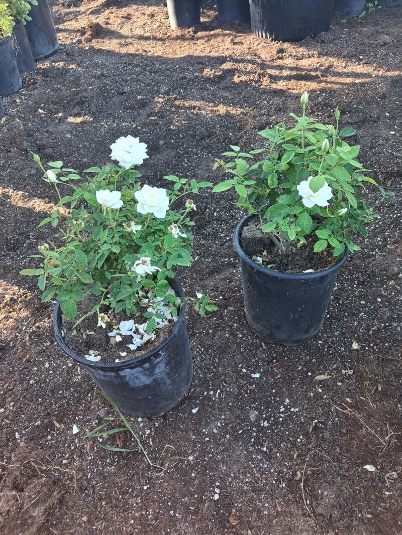Photo for Rosa 'Korbin' (White Iceberg Rose )