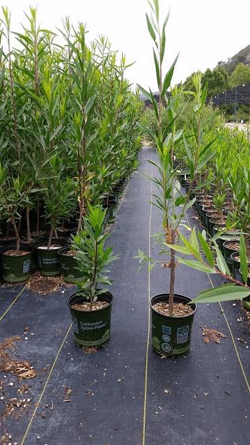 Photo for Baccharis salicifolia (Mulefat)