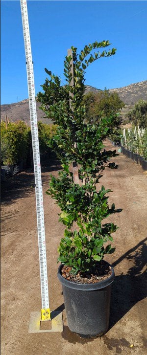 Photo for Ligustrum japonicum (Bush) (Japanese Privet)