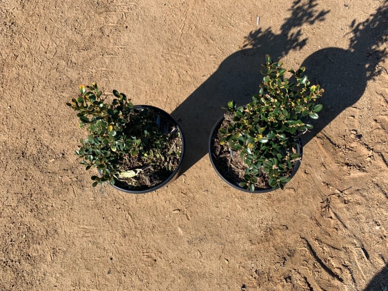 Photo for Buxus microphylla japonica 'Green Beauty' (Japanese Boxwood 'Green Beauty')