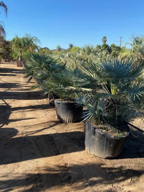 Photo for Chamaerops humilis var. argentea (Atlas Mountain Palm)