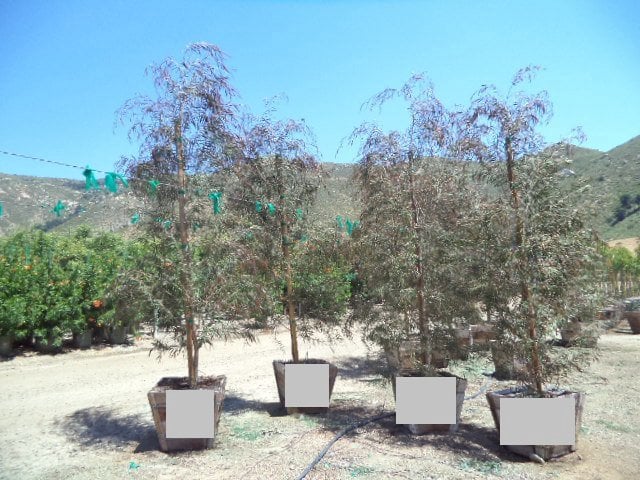 Photo for Agonis flexuosa 'Burgundy' (Burgundy Peppermint Willow)