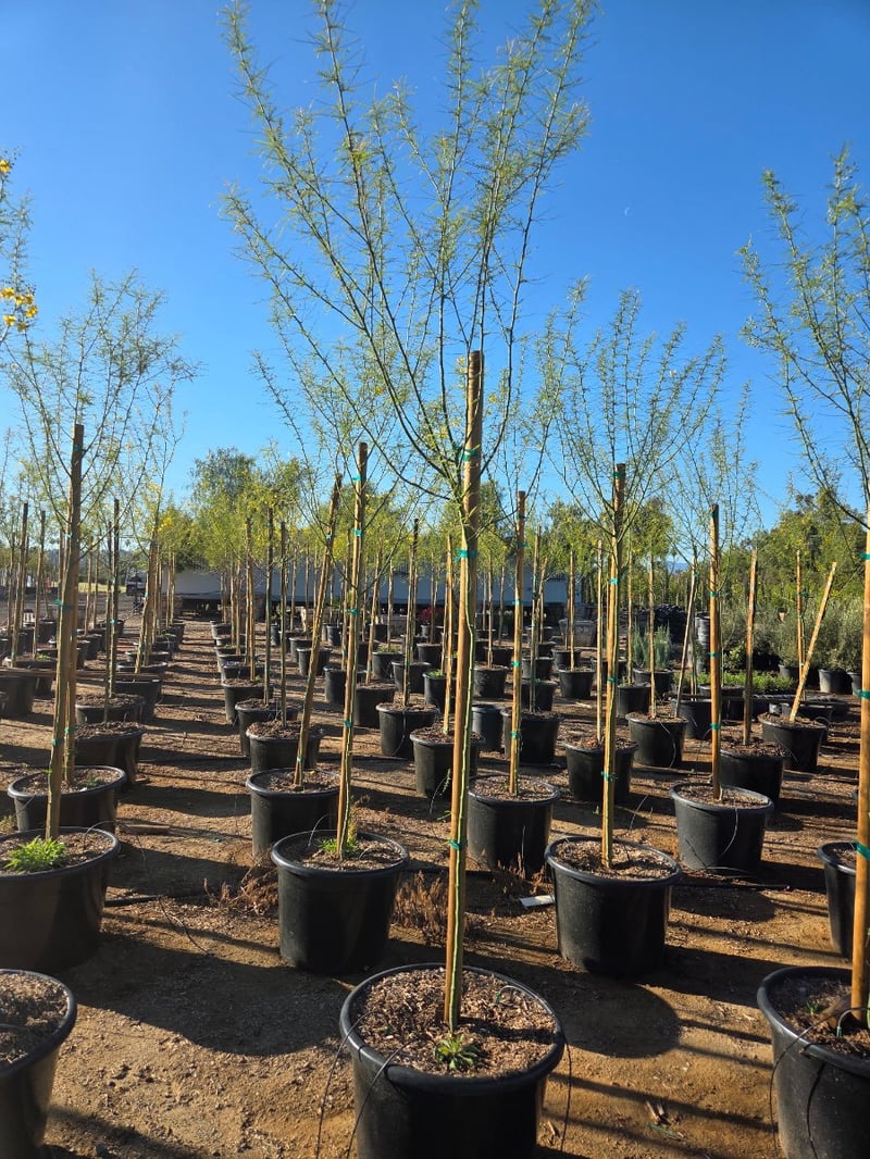 Photo for Parkinsonia 'Desert Museum' (Standard) (Desert Museum Palo Verde)