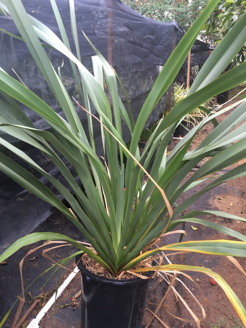 Photo for Phormium tenax (New Zealand Flax)