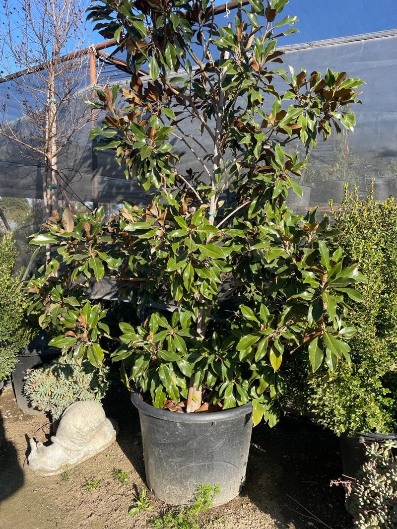 Photo for Magnolia grandiflora 'Little Gem' (Low Branching) (Little Gem Dwarf Magnolia)