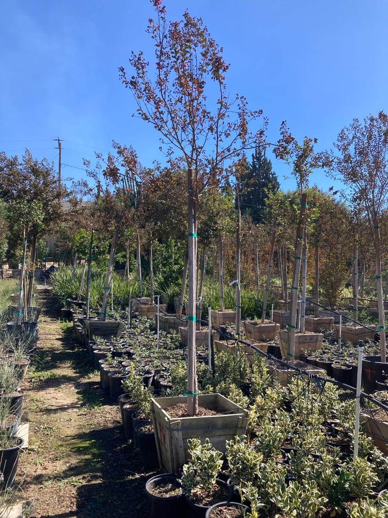 Photo for Lagerstroemia indica 'Watermelon Red' (Watermelon Red Crape Myrtle)