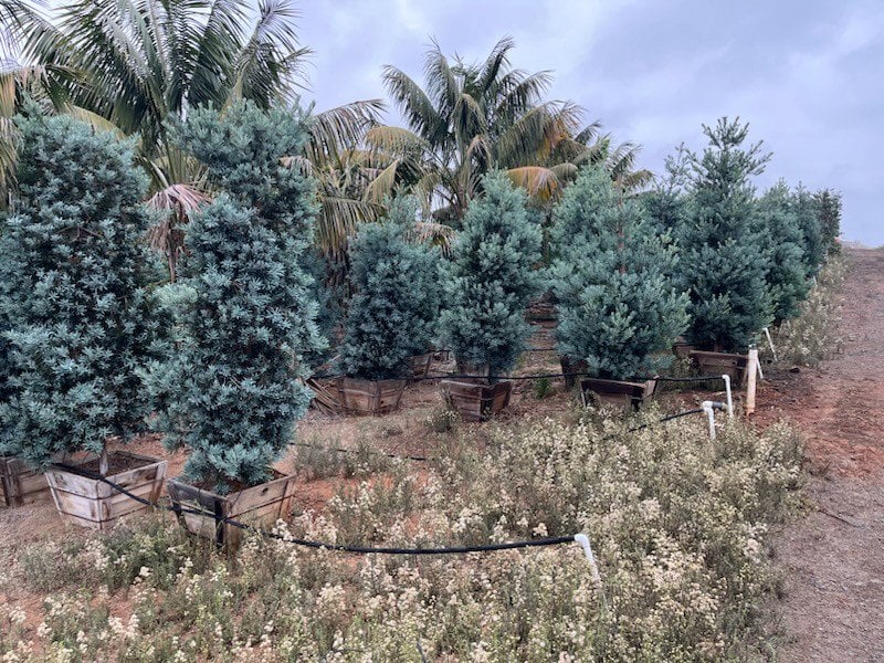 Photo for Podocarpus elongatus 'Monmal' (Icee Blue Monmal Yellow-Wood)