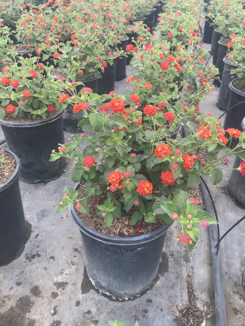 Photo for Lantana camara 'Radiation' (Radiation Bush Lantana)