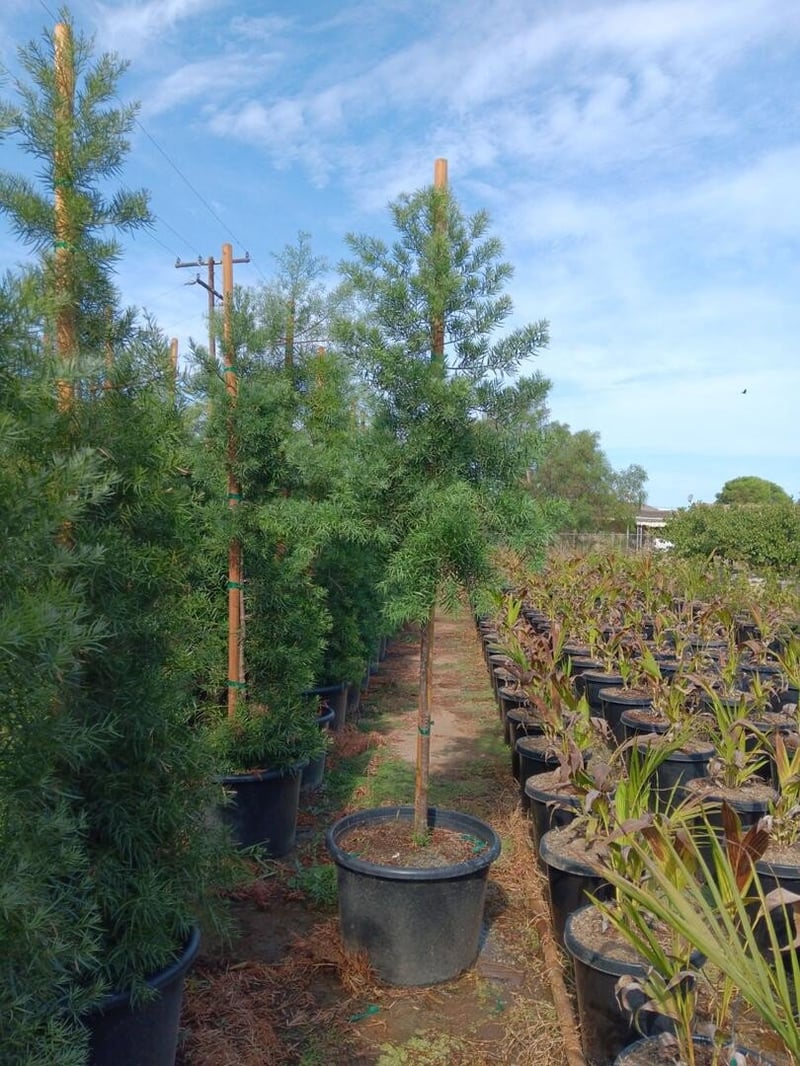 Photo for Afrocarpus gracilior (African Fern Pine)