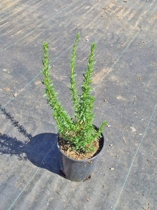 Photo for Eriogonum fasciculatum (California Buckwheat)