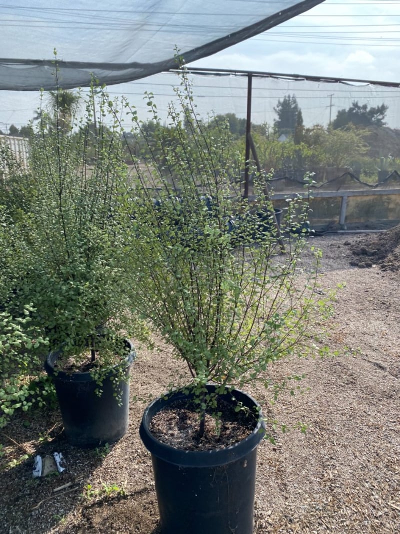 Photo for Pittosporum tenuifolium 'Silver Sheen' (Column) (Silver Sheen Kohuhu)