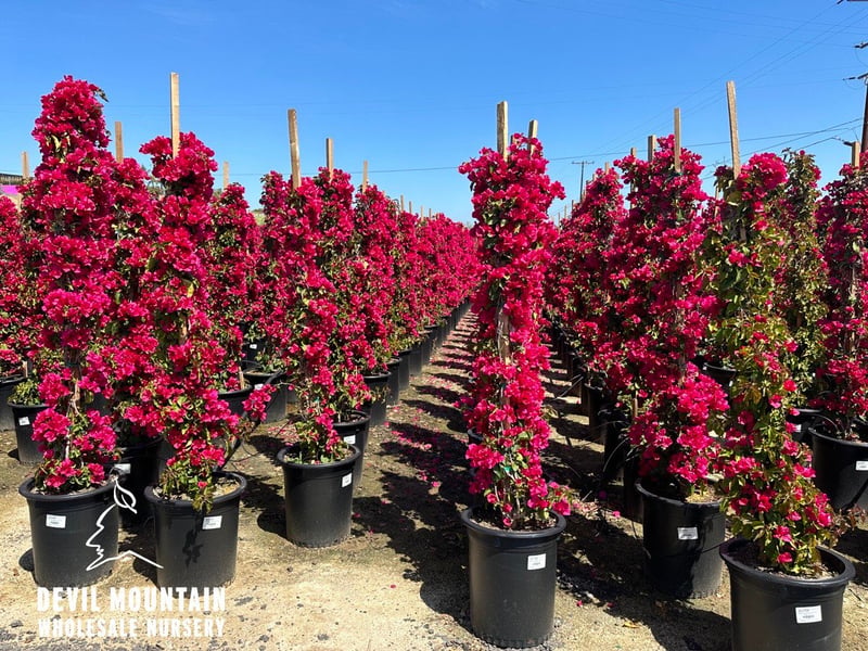 Photo for Bougainvillea 'Barbara Karst' (Staked) (Barbara Karst Bougainvillea)