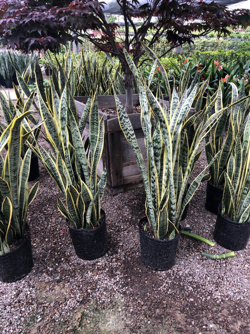 Photo for Sansevieria trifasciata 'Laurentii' (Striped Mother-in-law's Tongue)