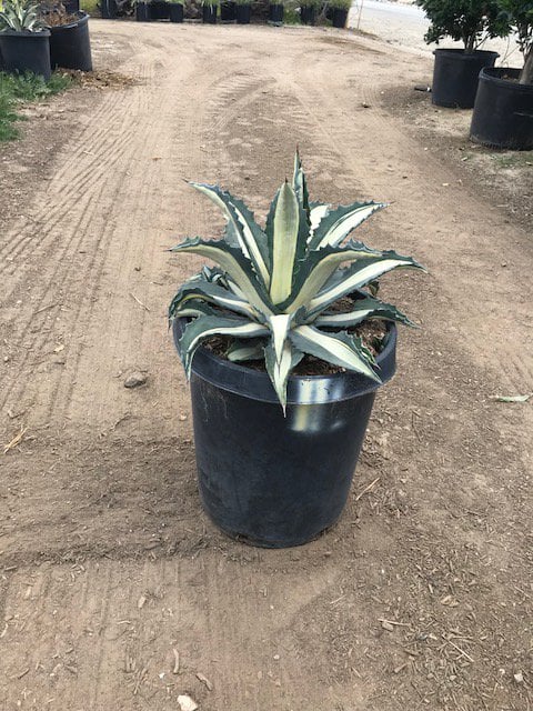 Photo for Agave americana var. 'Mediopicta Alba' (White Striped Century Plant)