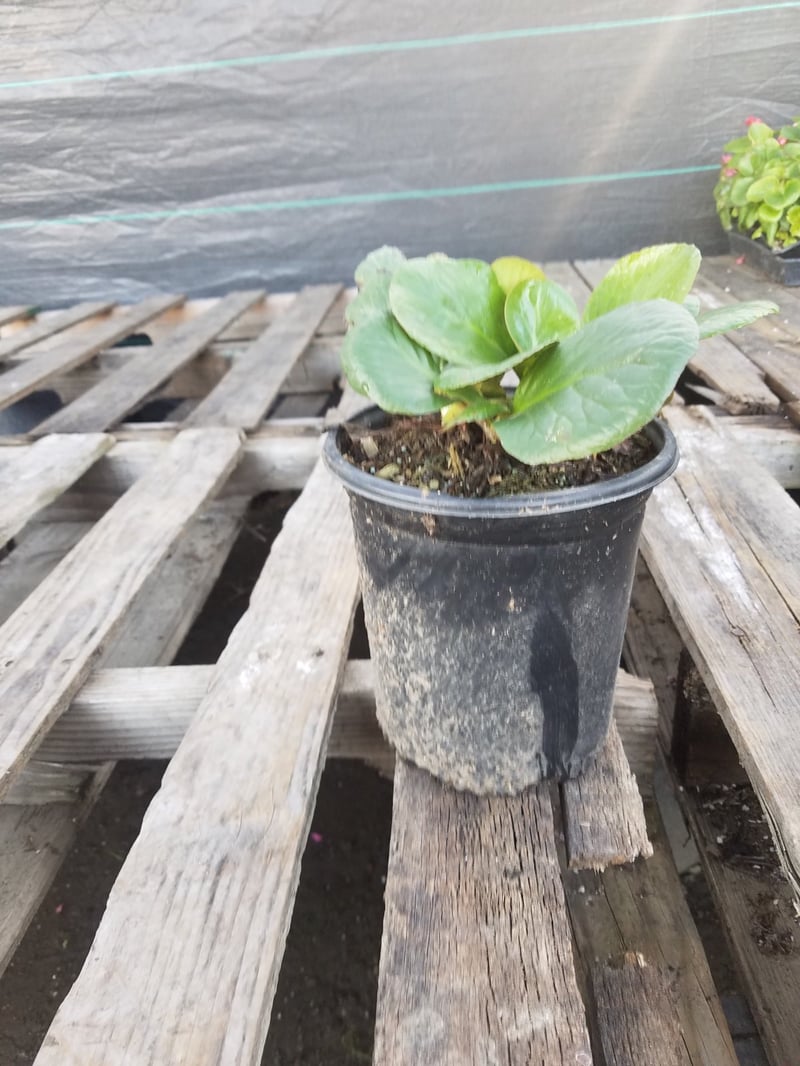 Photo for Bergenia cordifolia (Pigsqueak)