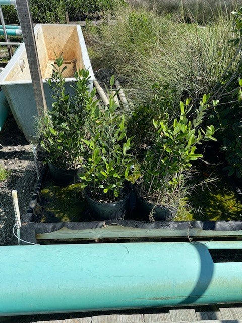 Photo for Avicennia germinans (Black Mangrove)