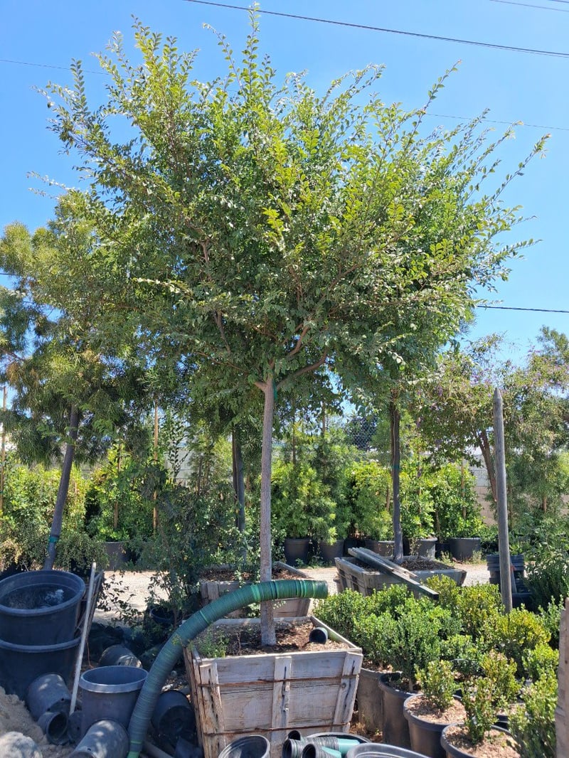 Photo for Ulmus parvifolia 'Drake' (Drake's Chinese Elm)