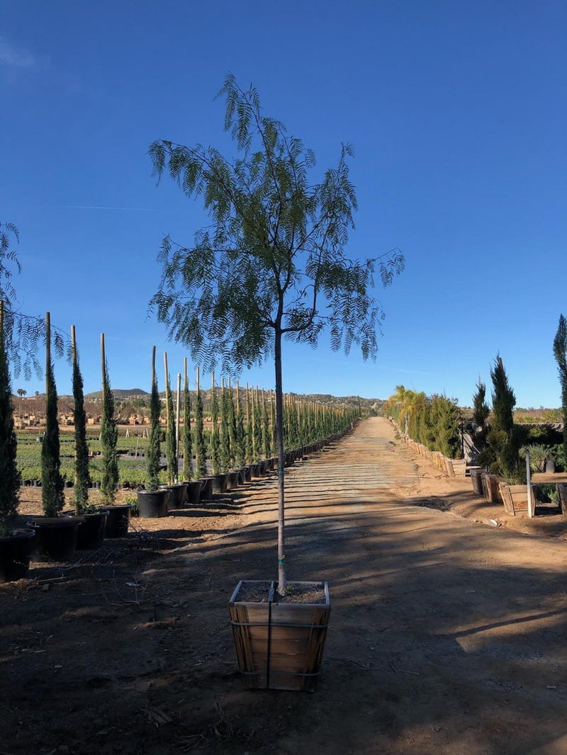Photo for Schinus molle (Standard) (California Pepper)