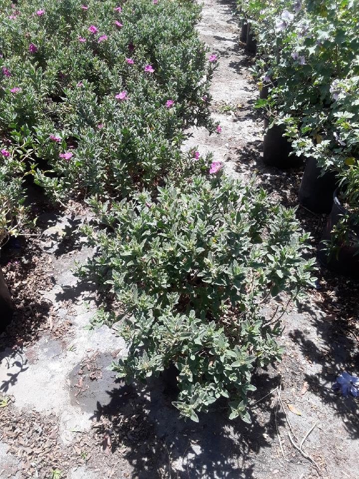 Photo for Cistus 'Sunset' (Sunset Rockrose)