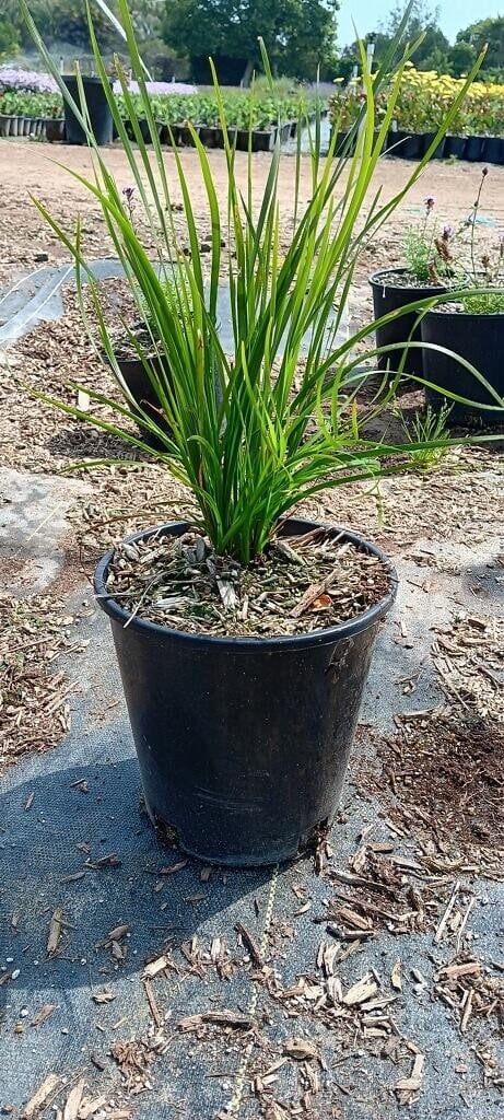 Photo for Lomandra longifolia (Spiny Headed Mat Rush)