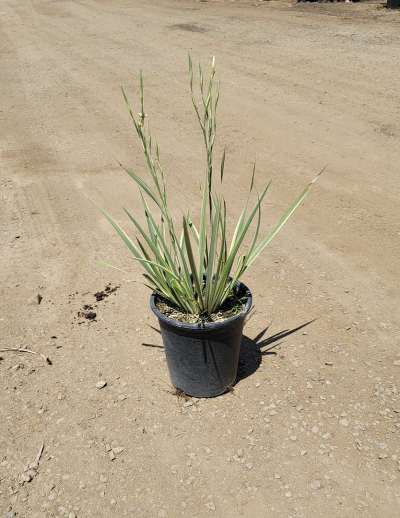 Photo for Dietes grandiflora 'Variegata' (Striped Fortnight Lily)