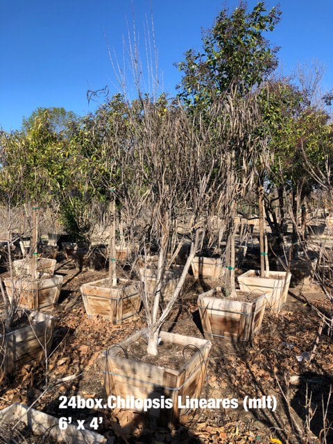 Photo for Chilopsis linearis 'Warren Jones' (Warren Jones Desert Willow)