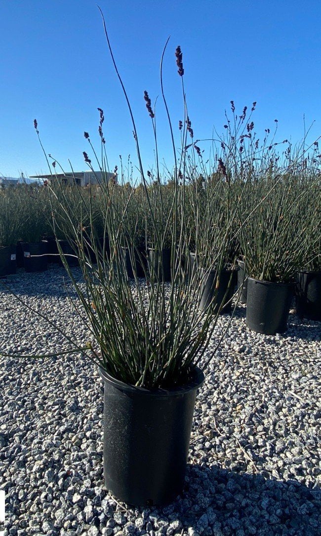 Photo for Chondropetalum tectorum (Small Cape Rush)