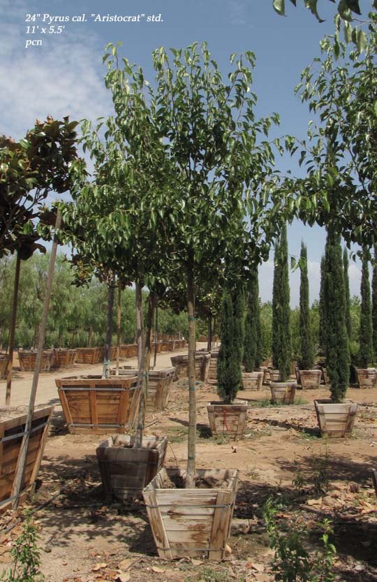 Photo for Pyrus calleryana 'Aristocrat' (Aristocrat Callery Pear)