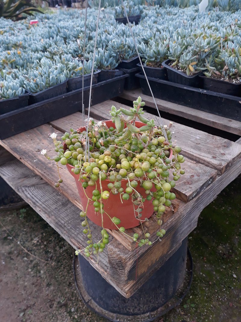 Photo for Senecio rowleyanus (String of Pearls)