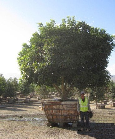 Photo for Erythrina caffra (Coast Coral Tree)