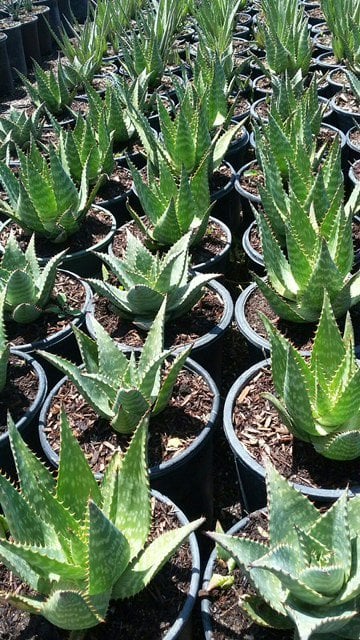 Photo for Aloe maculata (Soap Aloe)
