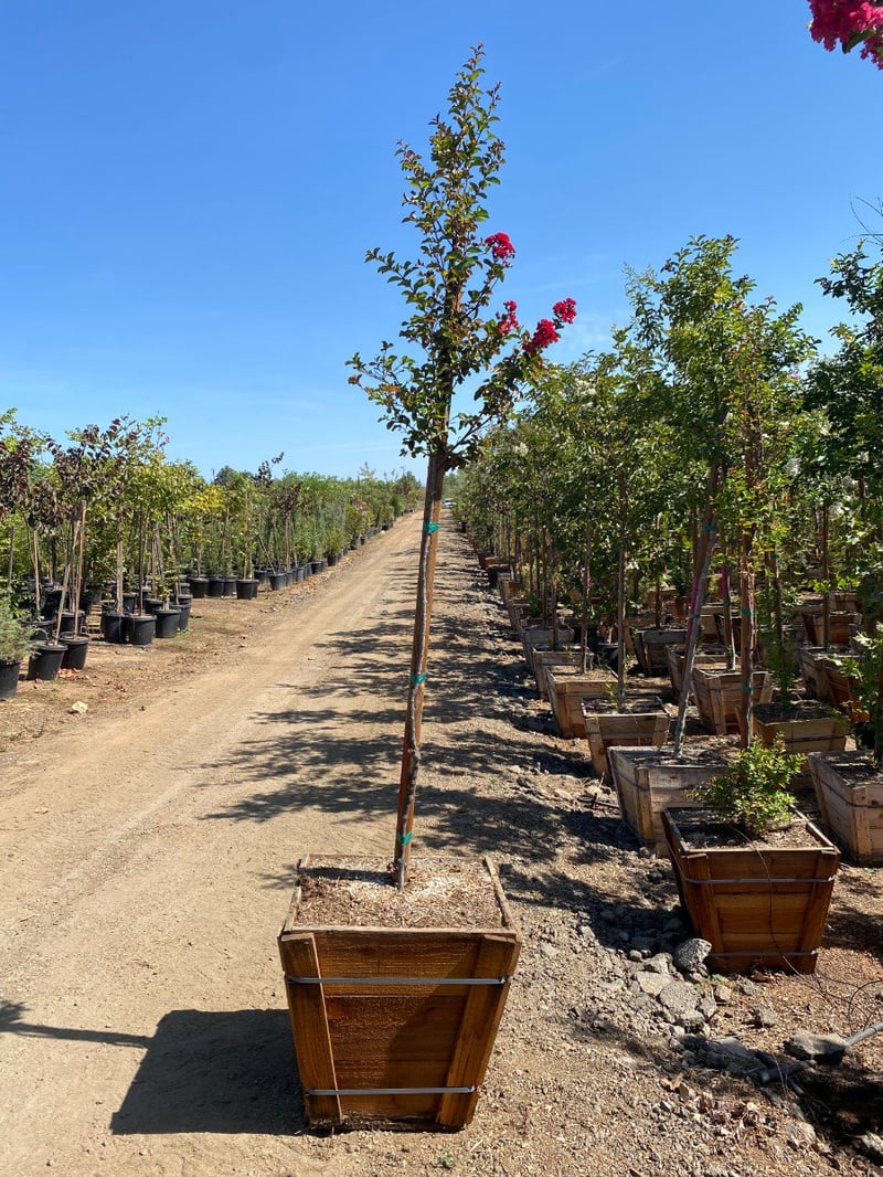 Photo for Lagerstroemia indica 'Dynamite' (Standard) (Dynamite Crape Myrtle)