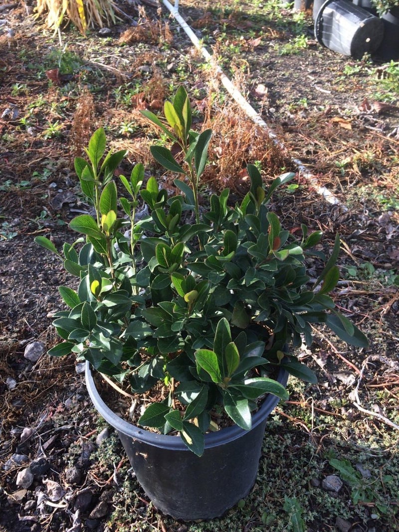 Photo for Rhaphiolepis indica (Indian Hawthorn)