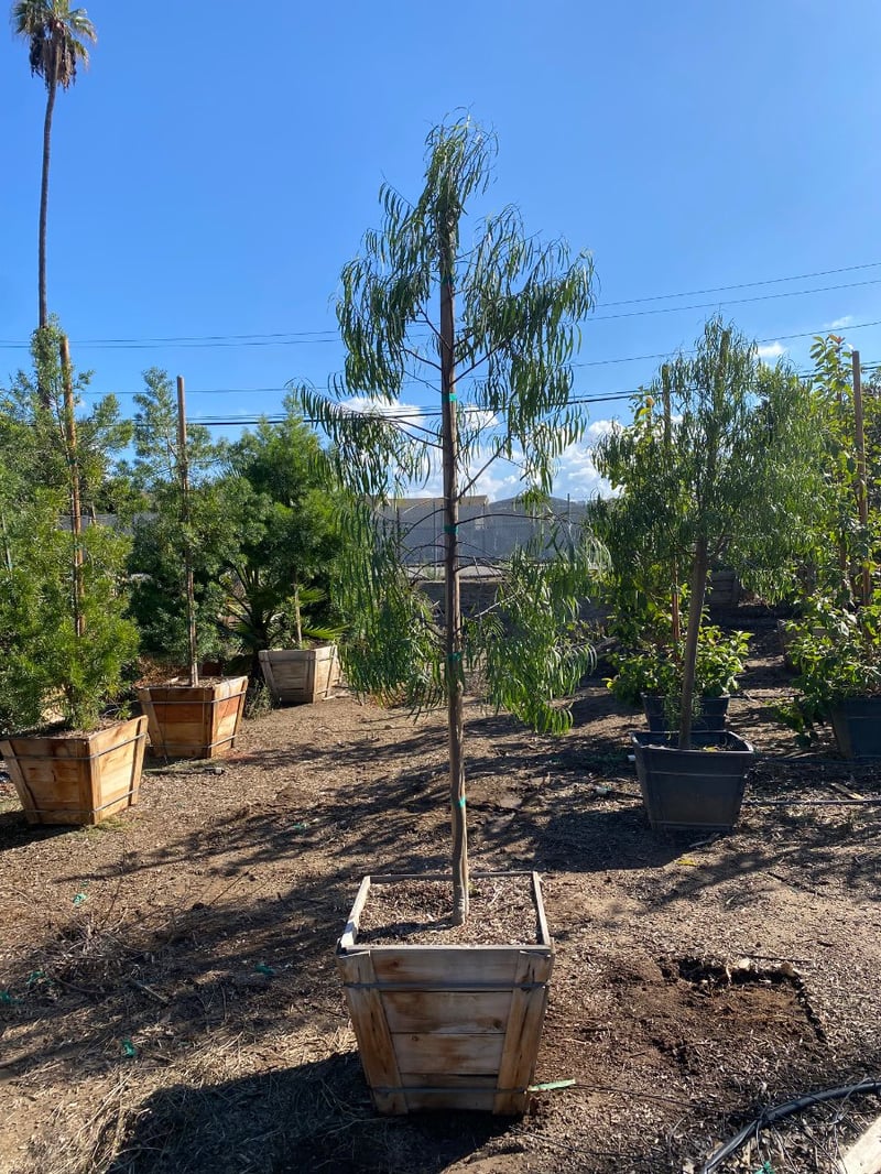 Photo for Geijera parviflora (Australian Willow)