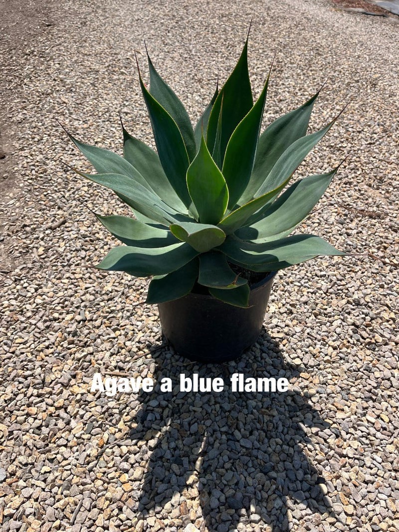 Photo for Agave attenuata 'Blue Flame' (Blue Flame Agave)