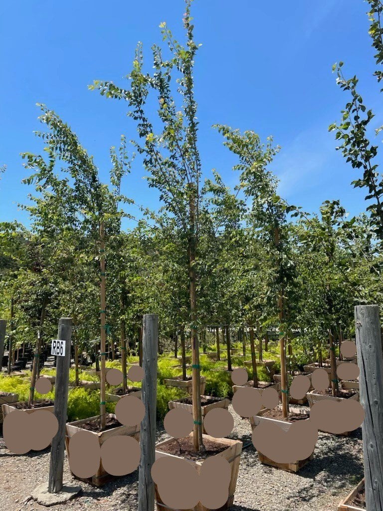 Photo for Ulmus 'Frontier' (Frontier Hybrid Elm)