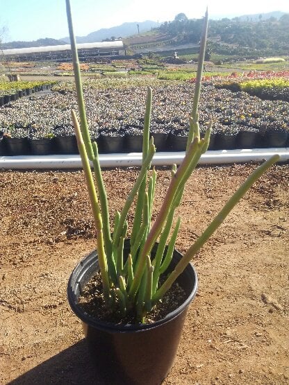 Photo for Pedilanthus macrocarpus (Slipper Plant)