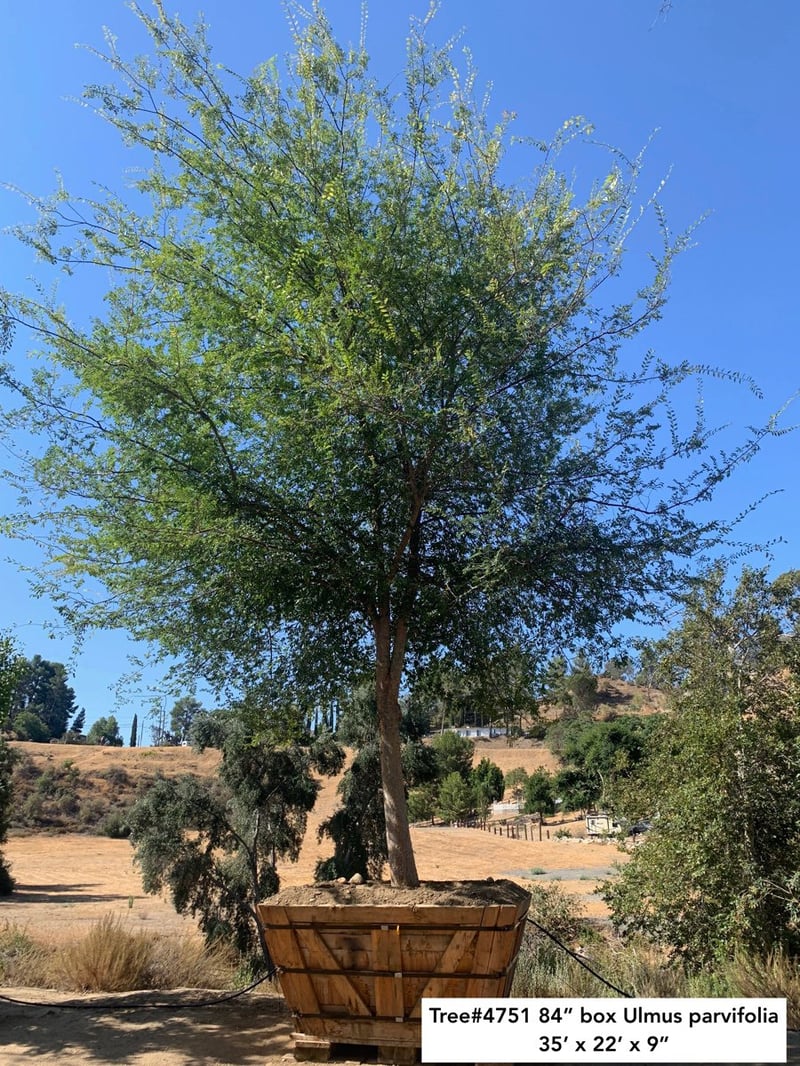 Photo for Ulmus parvifolia (Standard) (Chinese Elm)