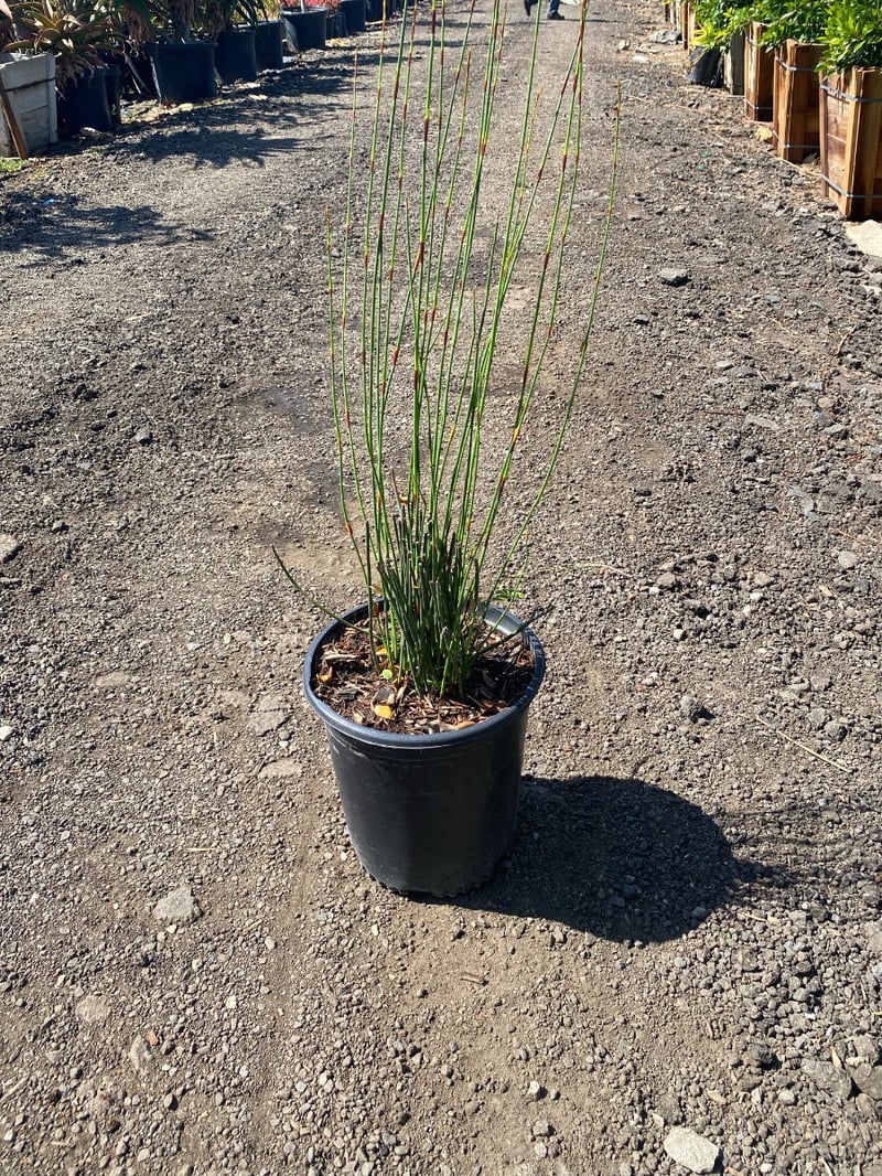 Photo for Chondropetalum tectorum 'El Campo' (El Campo Small Cape Rush)