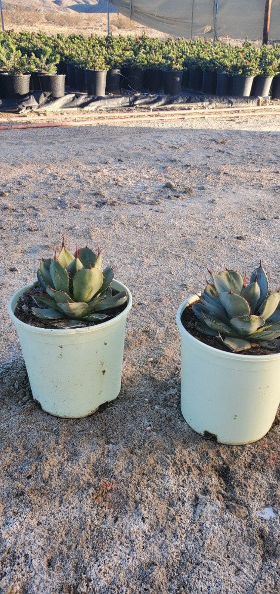 Photo for Agave parryi (Parry's Agave)